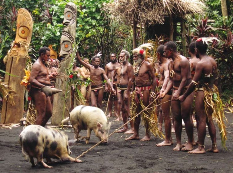 Photo d'une cérémonie de rétribution en cochons