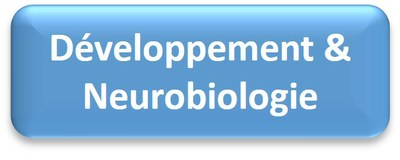 neuro dev icone