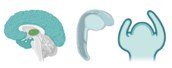 neuro dev